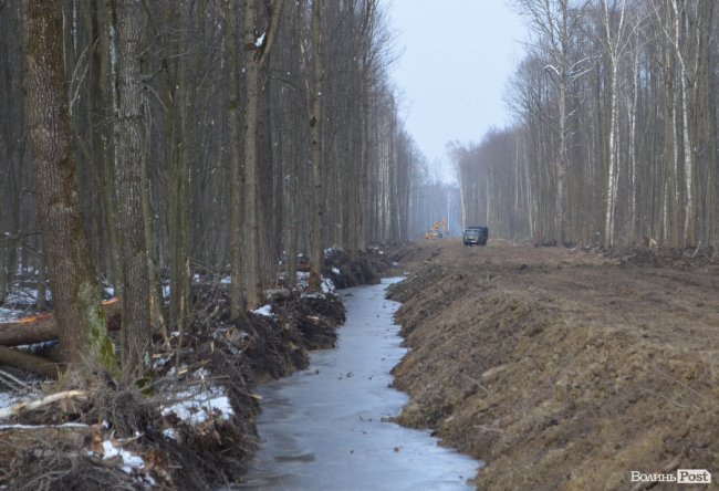 Жнива у зимовому лісі: як на Волині заготовляють деревину. ФОТО