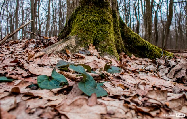 Перший день весни у «волинській Швейцарії». ФОТОРЕПОРТАЖ