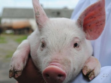 Крав поросят та домашню птицю: на Волині зловили злодія