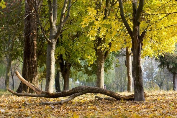 Осінь у Луцьку. ФОТО