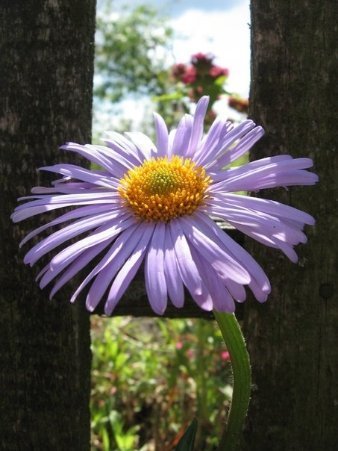 Як приємно недалеко від індустріальної безодні побачити барвисту природу, клаптик живого, що дарує радість. 14.08.10, Волинська область, Ківерцівський район. Автор – Олександр Алфьоров.