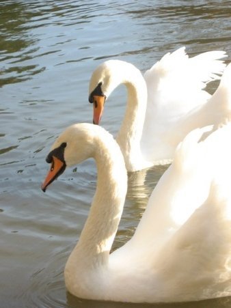 Лебеді. Вони дивляться. Хто знає про що вони думають. 21.06.12, м. Київ, Міжнародний виставковий центр. Автор – Олександр Алфьоров.