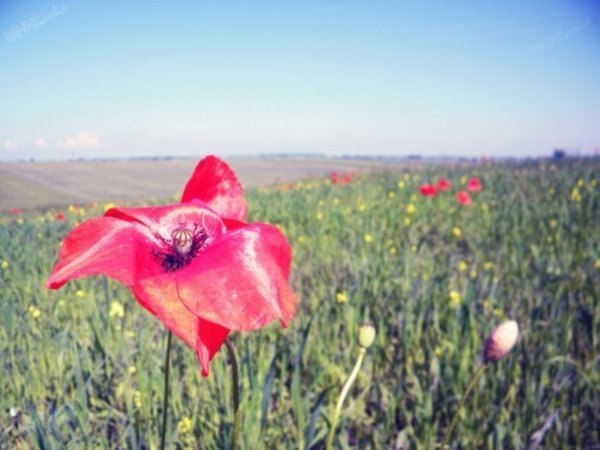 Мак... Просто сподобалося і сфотографував :-) 9 червня 2013 р. передмістя міста Горохова Автор Володимир Устяк
