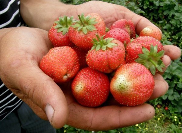 Солодка ягода - праця важка. 4.07.2013р. Луцький район, село Хорохорин, в якому влітку - гаряча полунична пора. Автор Світлана Зозуля 