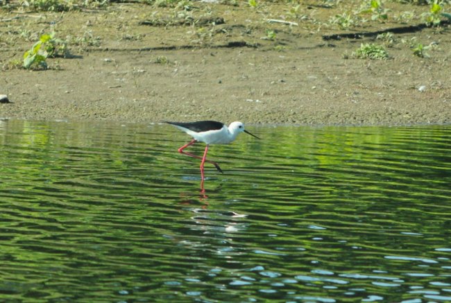 Волинський фотограф показав рідкісну пташку. ФОТО