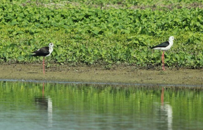 Волинський фотограф показав рідкісну пташку. ФОТО