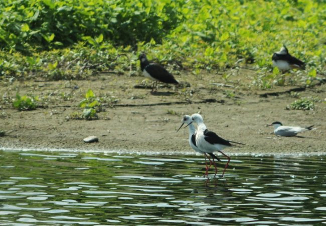 Волинський фотограф показав рідкісну пташку. ФОТО