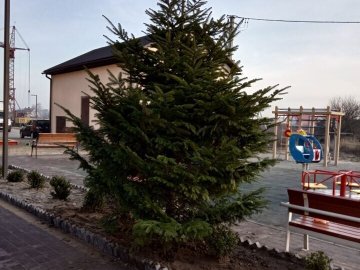 У житлових комплексах «Інвестора» встановили живі ялинки у горщиках. ФОТО*