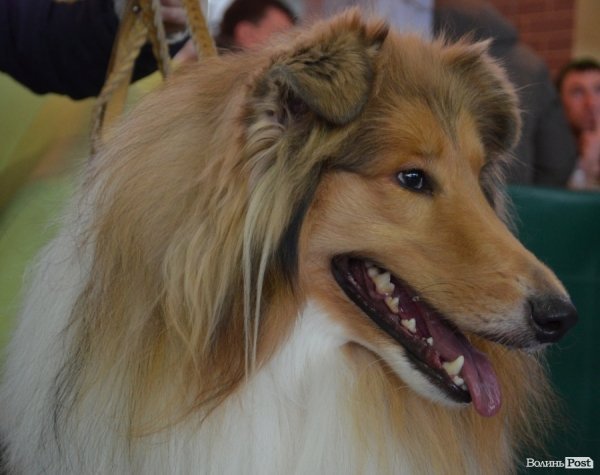 У Луцьку ‒ виставка собак. ФОТО