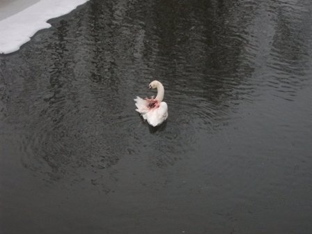 На волинській водоймі врятували закривавленого лебедя. ФОТО