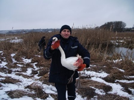 На волинській водоймі врятували закривавленого лебедя. ФОТО