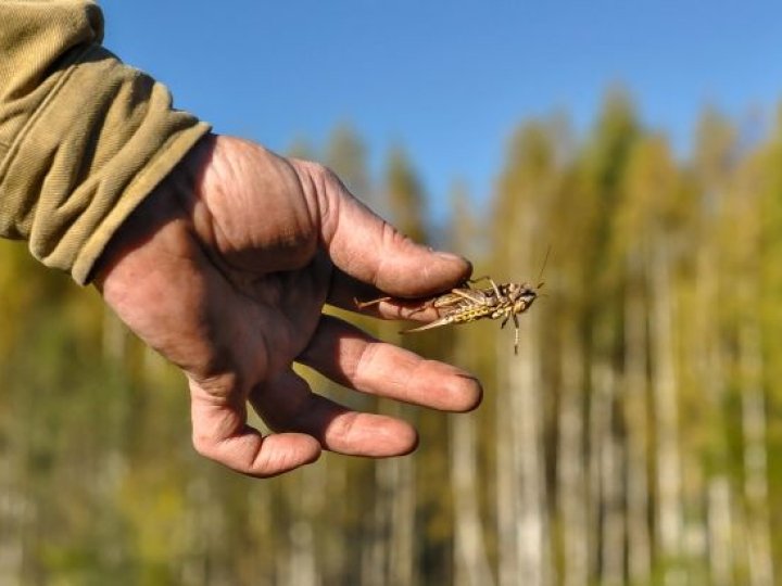 Атака сарани на Волині: фахівці прогнозують час поширення