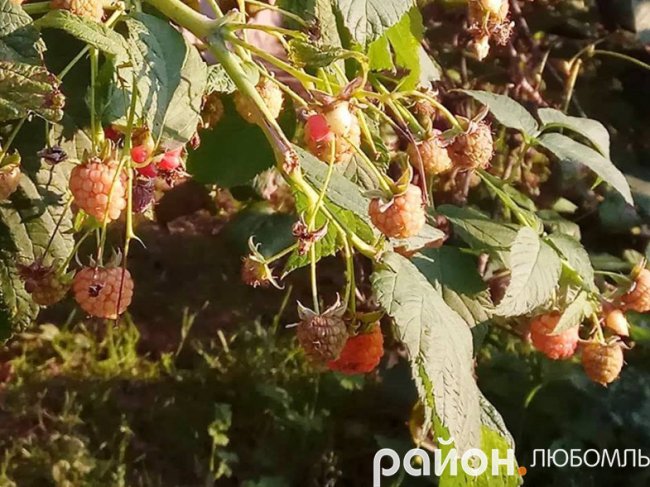 Через аномальне тепло волиняни збирають полуницю і малину в листопаді. ФОТО