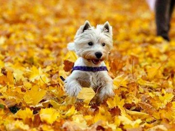 Погода в Луцьку та Волинській області на п’ятницю, 25 жовтня