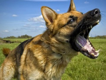 На Харківщині собака на смерть покусала дитину