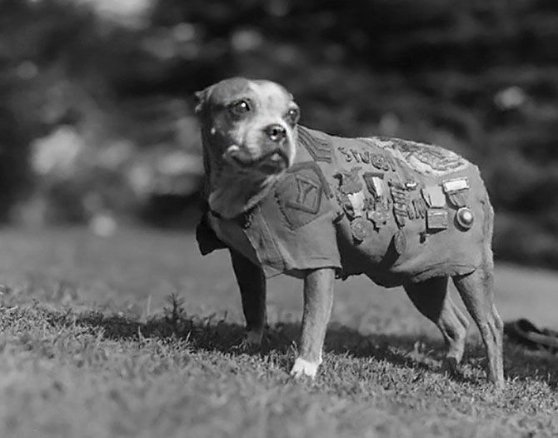 Найтитулованіший собака Першою Світовою – бультер'єр сержант Стаббі. 