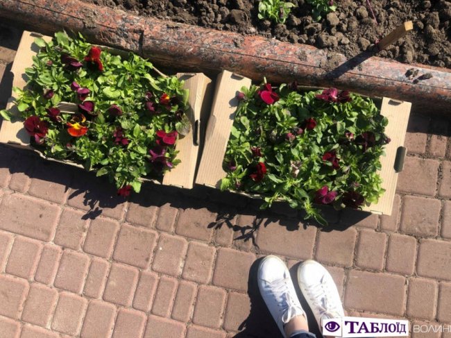 У центрі Луцька почали висаджувати квіти. ФОТО
