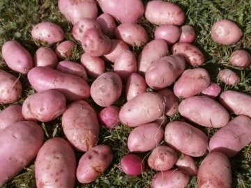 Розповіли, чому на Волині дешева картопля. ВІДЕО