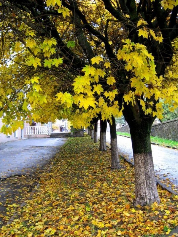 Осінь у Луцьку. ФОТО