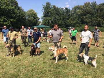 У Володимирі відбулась виставка собак. ФОТО