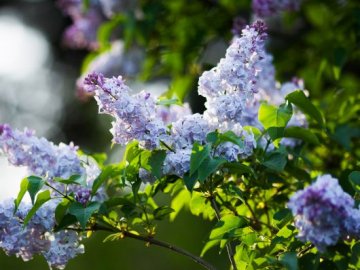 Погода у Луцьку та Волинській області на завтра, 11 травня