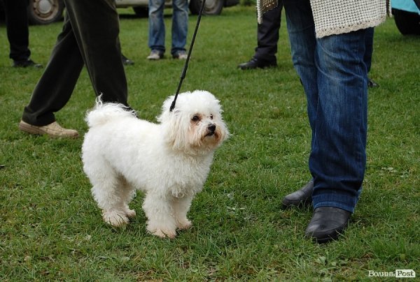 У Луцьку влаштували собаче свято. ФОТО
