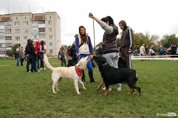 У Луцьку влаштували собаче свято. ФОТО