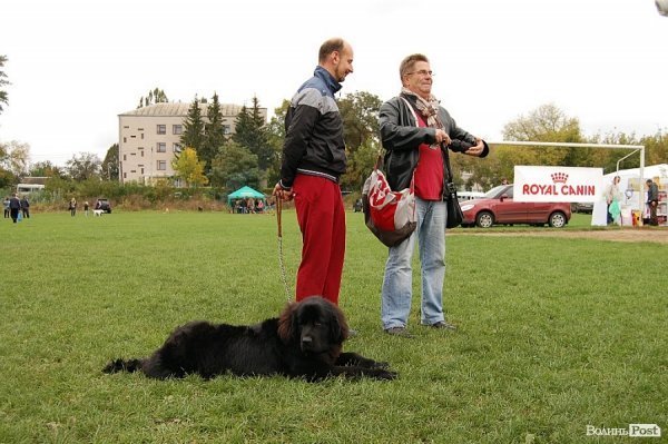 У Луцьку влаштували собаче свято. ФОТО