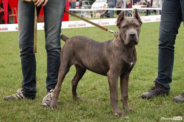 У Луцьку влаштували собаче свято. ФОТО
