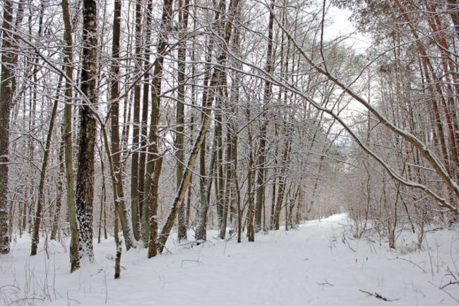 Зимовий день у лісі на Волині. ФОТО
