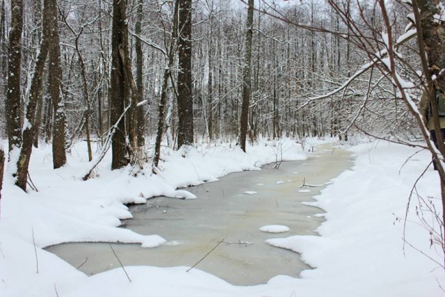 Зимовий день у лісі на Волині. ФОТО