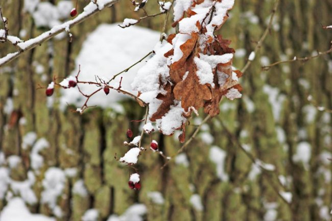 Зимовий день у лісі на Волині. ФОТО