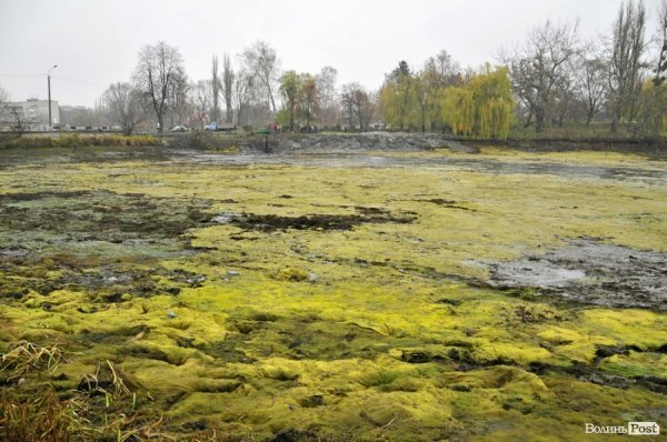 Як чистять ставки в Теремно. ФОТО