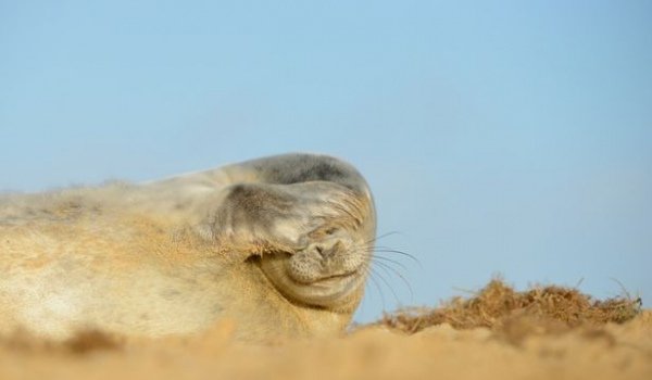 У Британії обрали найкращих фотографів тварин. ФОТО