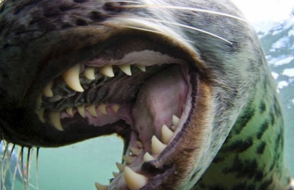 У Британії обрали найкращих фотографів тварин. ФОТО