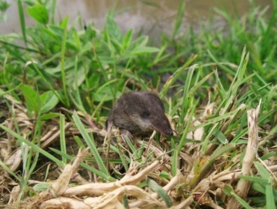У Британії обрали найкращих фотографів тварин. ФОТО