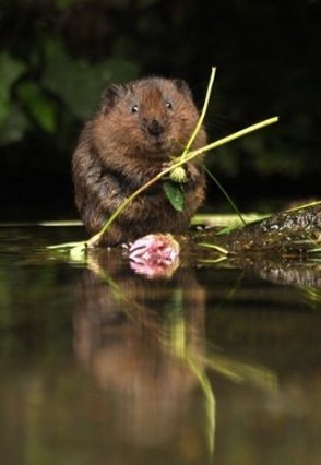 У Британії обрали найкращих фотографів тварин. ФОТО