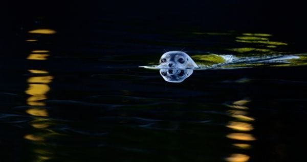 тюлень Гранта Аутона