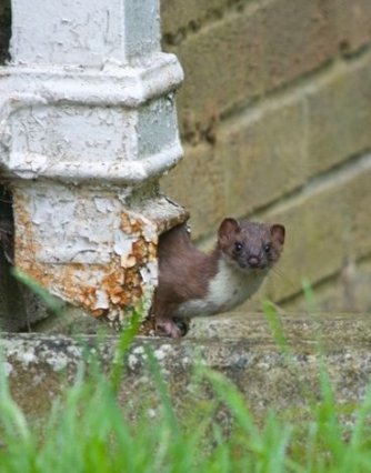 горностай від Адріана Хінчліффа