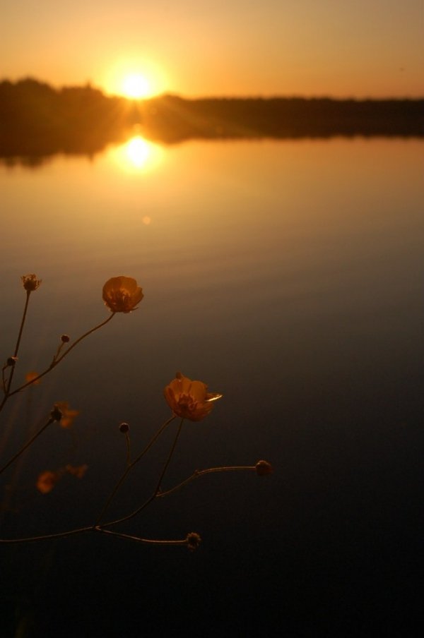 Нічка тихо наступає - сонечко у ліжечко лягає... Озеро Мале Згоранське, Волинська обл., червень 2008 Автор Тарас Остренко