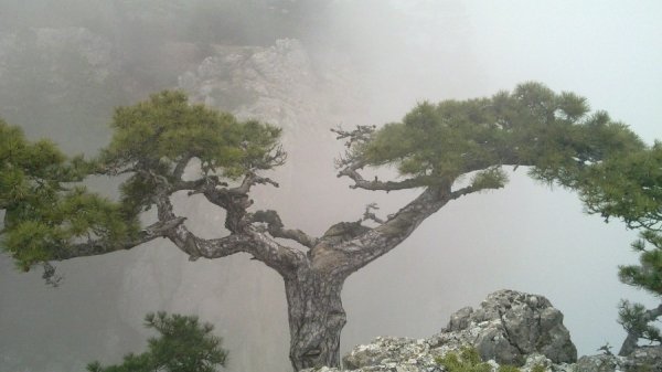 Початок червня 2013 року. Крим, вершина гори....дерево в тумані ,туман потім розійшовся.....було гарно))) Автор Ямнюк Андрій 