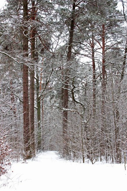 Зимовий день у лісі на Волині. ФОТО