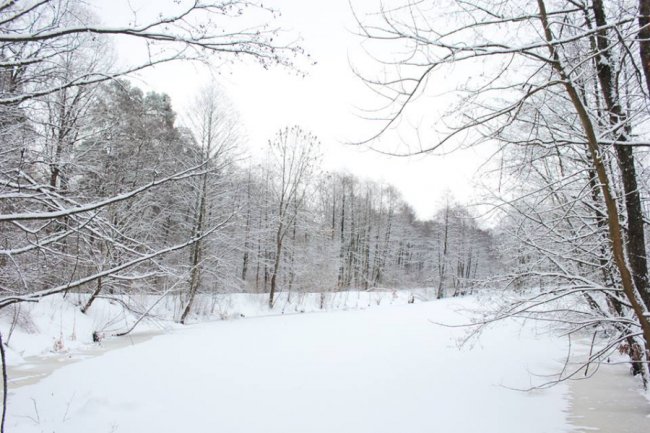 Зимовий день у лісі на Волині. ФОТО