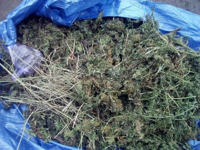 Волинянин на горищі сушив коноплю