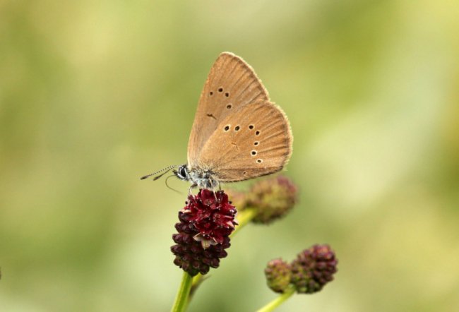 Дивовижні світлини метеликів в об’єктиві волинського фотографа
