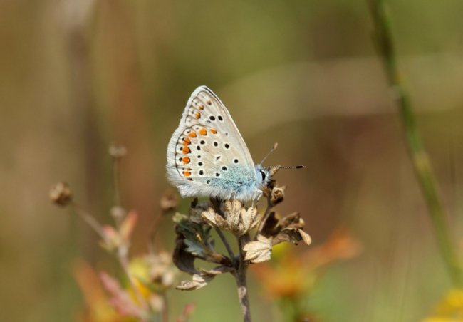 Дивовижні світлини метеликів в об’єктиві волинського фотографа
