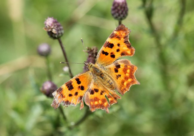 Дивовижні світлини метеликів в об’єктиві волинського фотографа