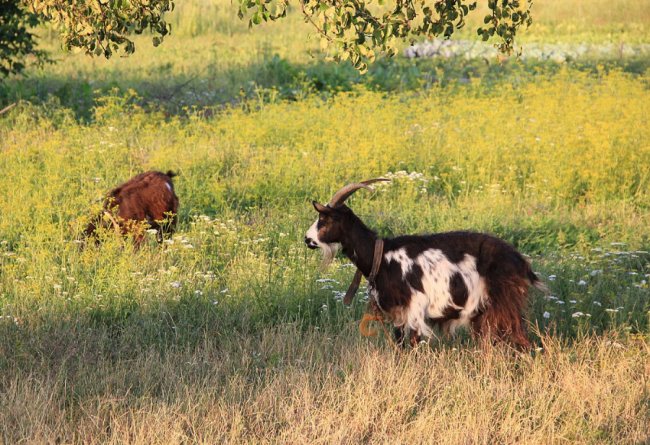 Мальовнича та неповторна природа волинського села. ФОТО