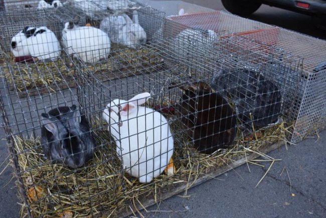 Цукор, риба і кролі: у волинському райцентрі влаштували ярмарок. ФОТО