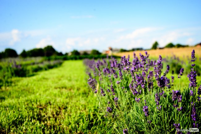«Це – наша третя дитина»: на Волині подружжя створило лавандову плантацію. ФОТО